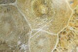 Polished Fossil Coral (Actinocyathus) - Morocco #100694-1